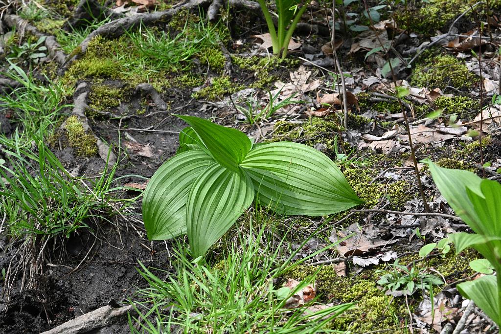 2025-04256587 Broad Meadow Brook, MA.JPG - False Hellebore. Broad Meadow Brook Wildlife Sanctuary, MA, 4-25-2025